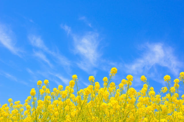 青空と菜の花