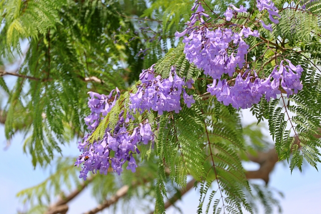 ジャカランダの花