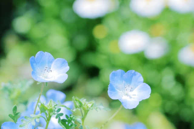 ネモフィラの花