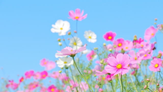 コスモスの花