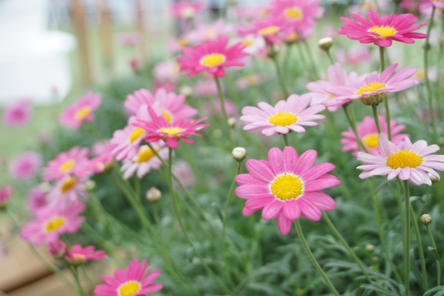 ピンクのマーガレットの花