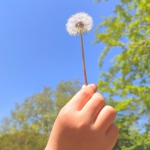 たんぽぽの綿毛
