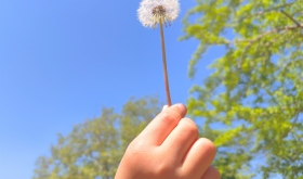 たんぽぽの綿毛