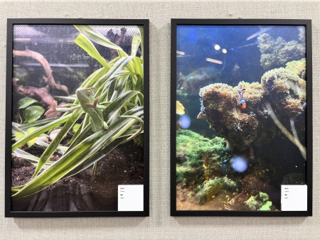 写真④~⑦ 展示写真の一部